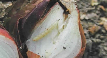 Co dělat, když červ sní cibuli, jak ji zpracovat, lidové prostředky